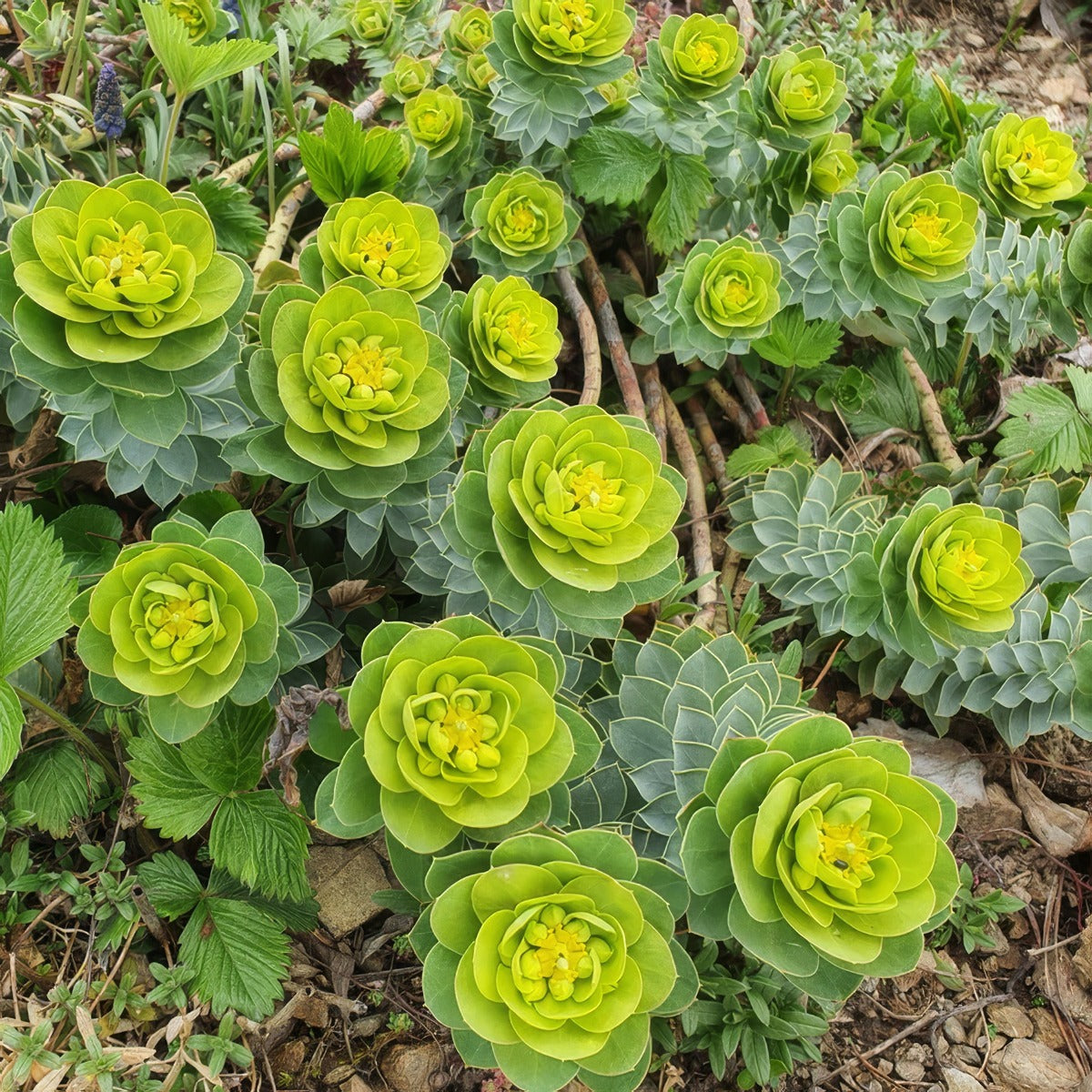 Euphorbia Myrsinites Myrtle Spurge - Garden Express Australia