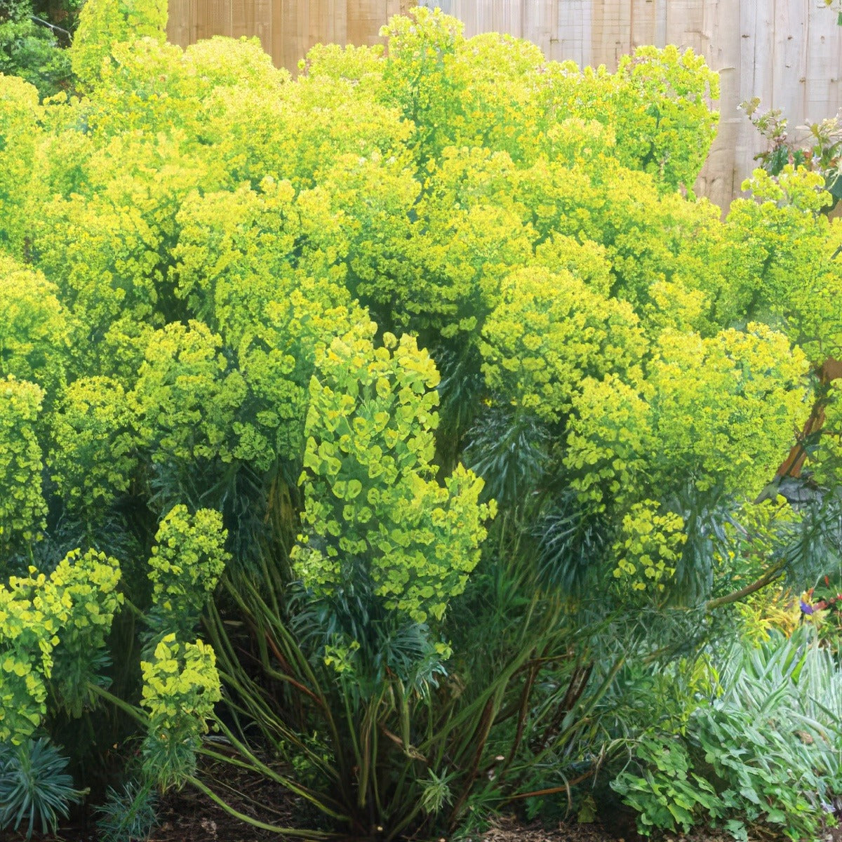 Euphorbia Wulfenii Lpoeupwul - Garden Express Australia