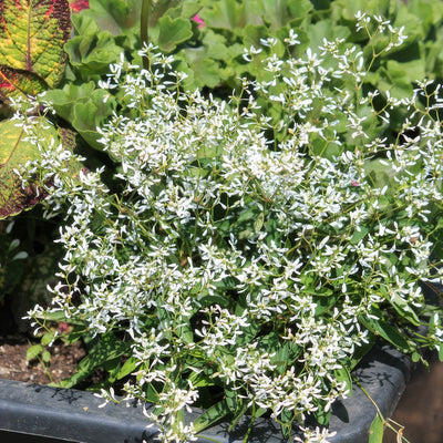 Euphorbia Diamond Star - Garden Express Australia