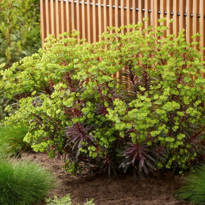 Euphorbia Miners Merlot 1 - Garden Express Australia