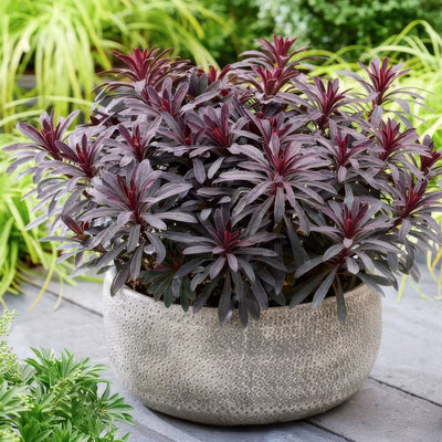 Euphorbia Miners Merlot Lpleupmme - Garden Express Australia