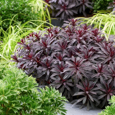 Euphorbia Miners Merlot - Garden Express Australia