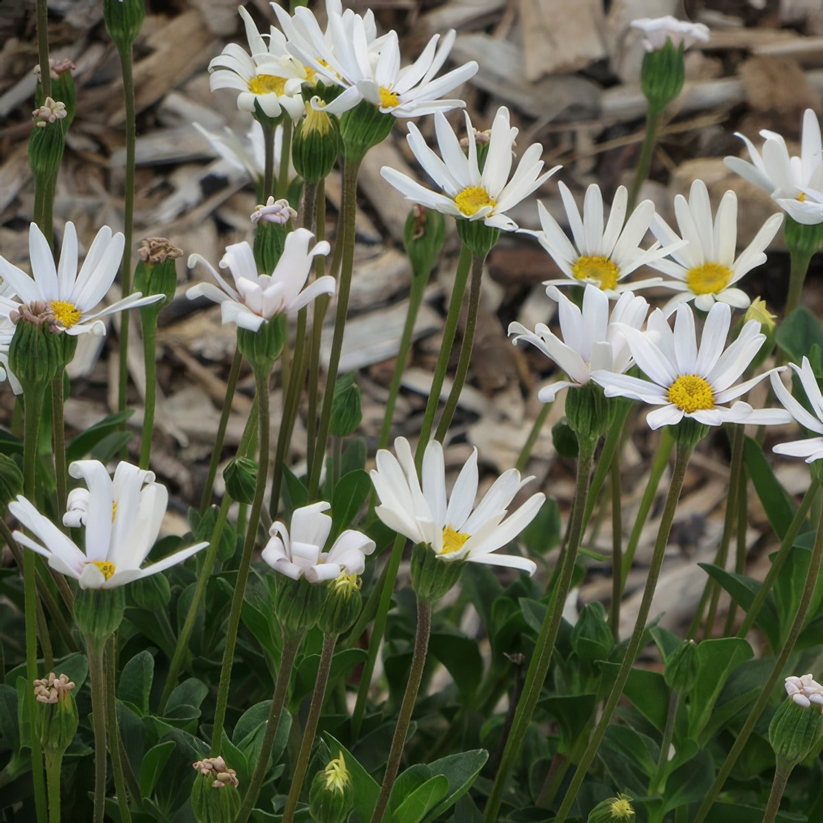 Felicia Bellicia White P68felbwh - Garden Express Australia
