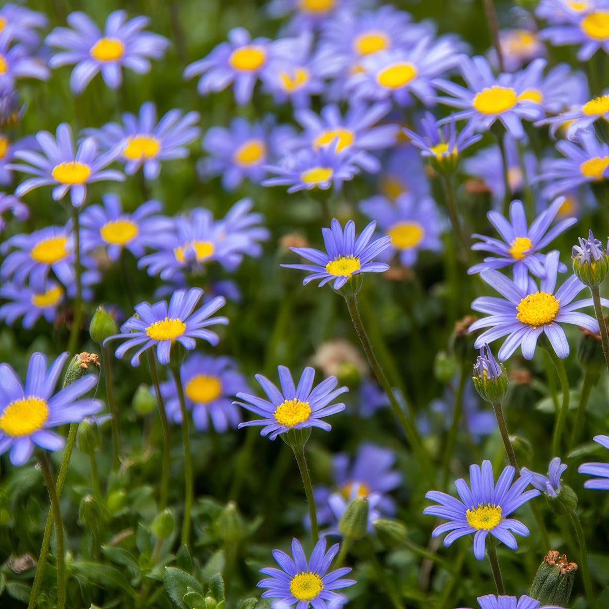 Felicia Pinwheel Blue P14felpbl - Garden Express Australia