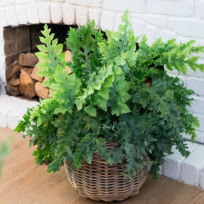 Fern Phlebodium Davana Basket - Garden Express Australia