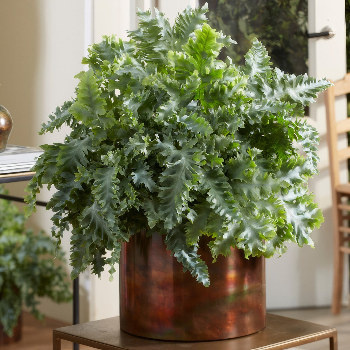 Fern Phlebodium Davana Copper Pot - Garden Express Australia