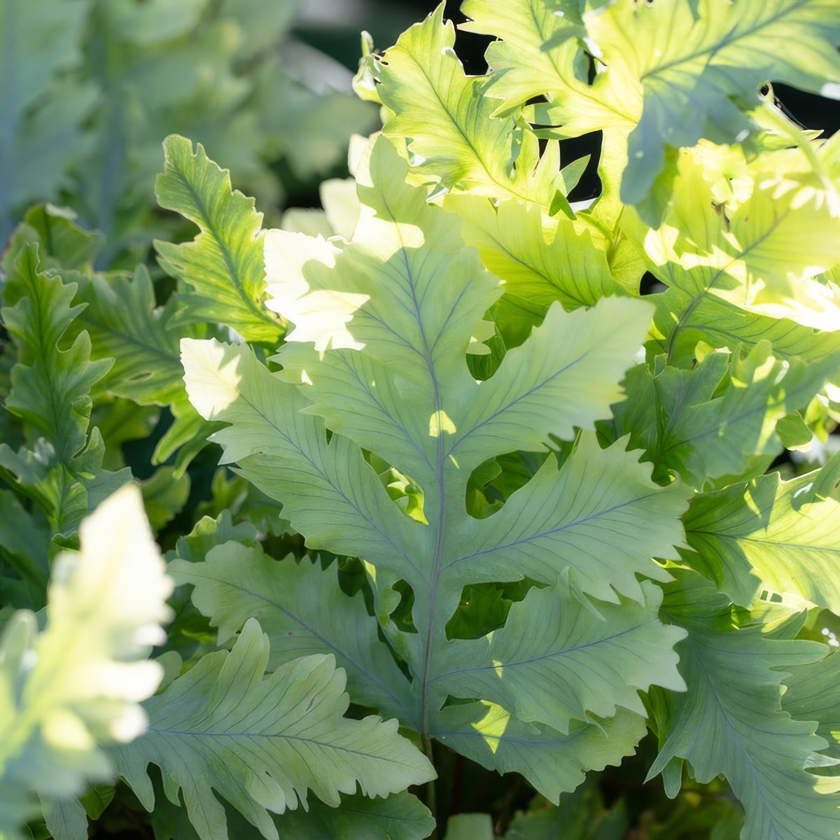 Fern Phlebodium Davana Foliage - Garden Express Australia
