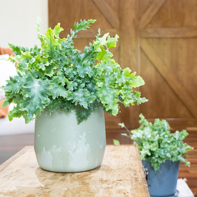 Fern Phlebodium Davana Small Pot - Garden Express Australia