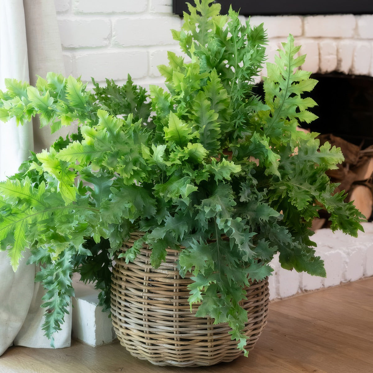 Fern Phlebodium Davana P12phldav - Garden Express Australia