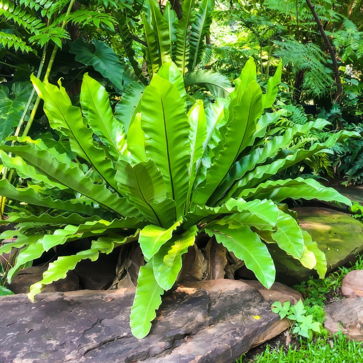 Birds Nest Fern Pplbirnfe - Garden Express Australia