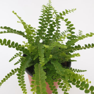 Fern Duffii - Garden Express Australia