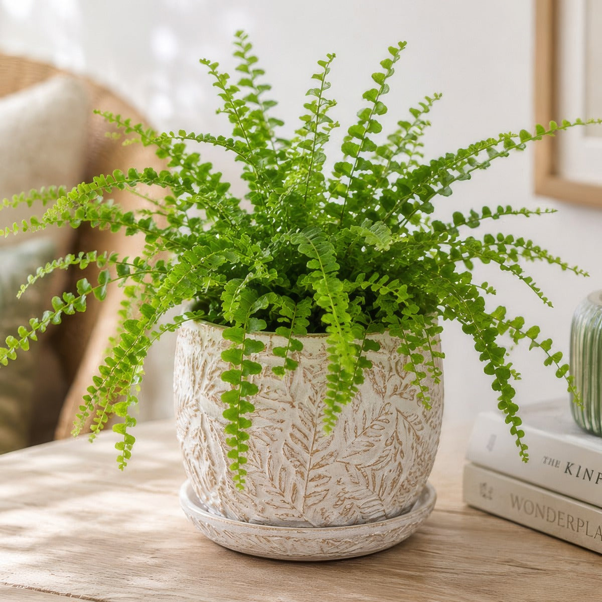 Fern Duffii P68ferduf - Garden Express Australia