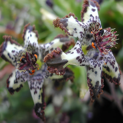 Ferraria Crispa Courtesy Of Www Strangewonderful Things - Garden Express Australia