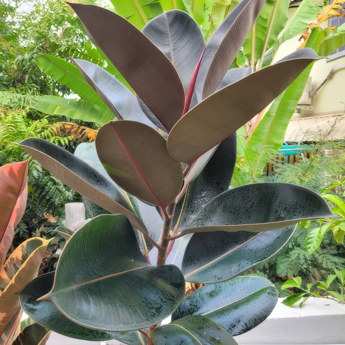 Ficus Burgundy Lplficbur - Garden Express Australia