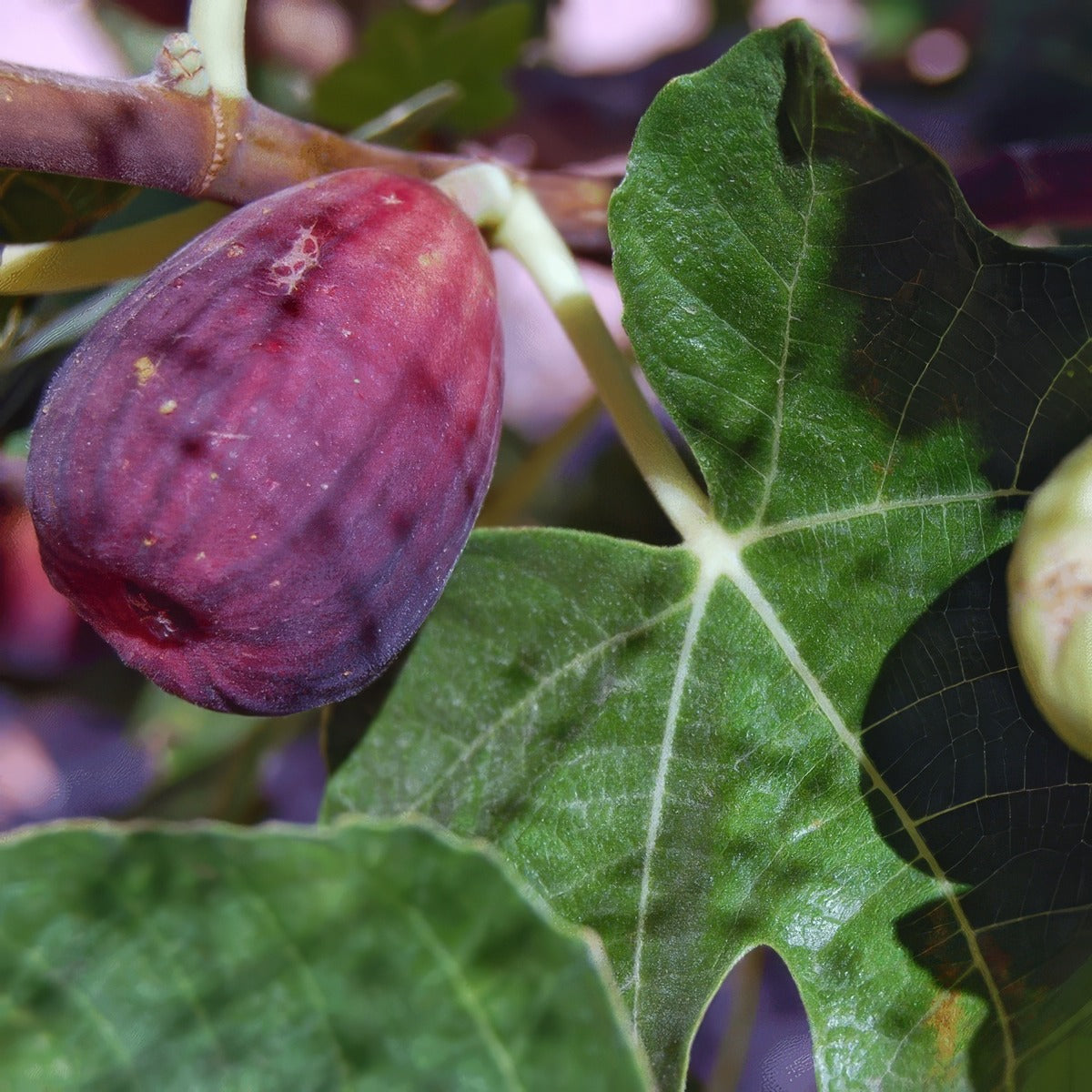 Fig Brown Turkey G1 - Garden Express Australia