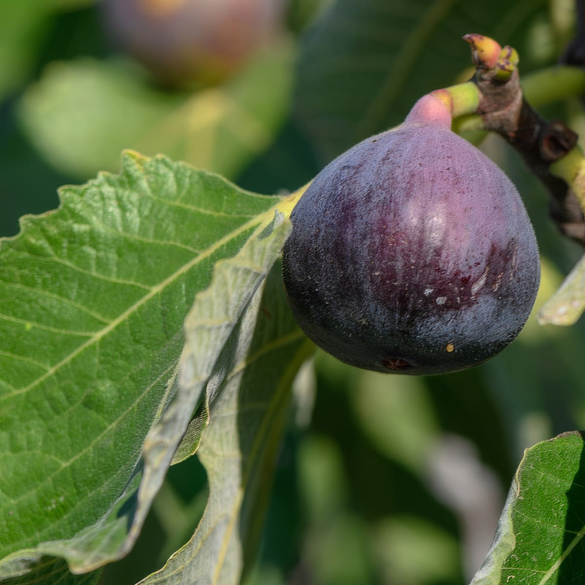 Fig Sweet Temptation Trefigstm - Garden Express Australia