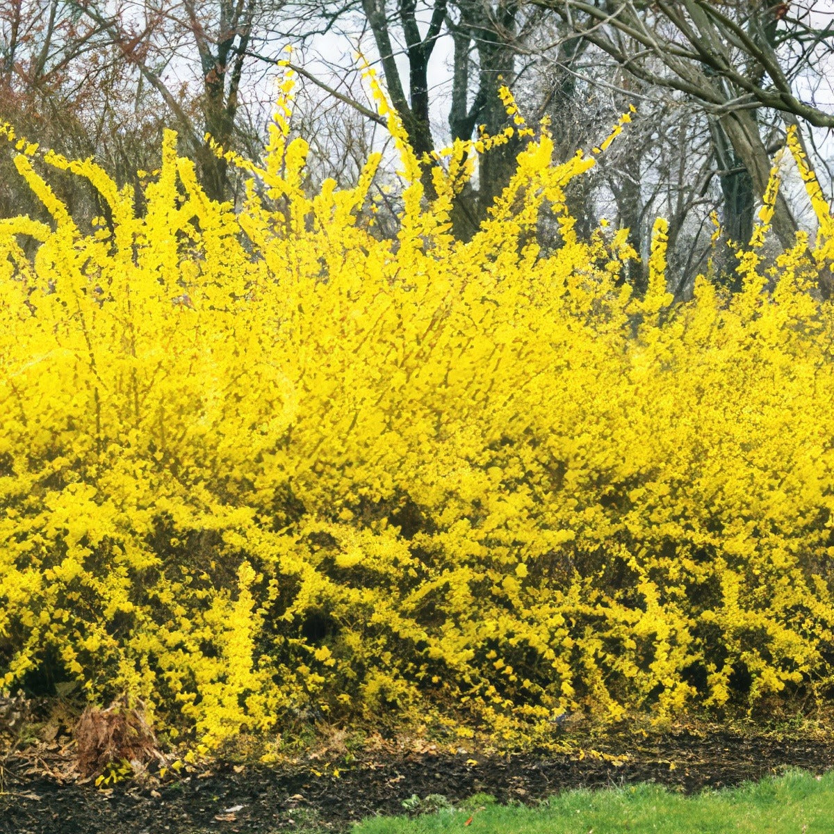 Forsythia Lynwood Gold 15 Fm 14254910pa - Garden Express Australia