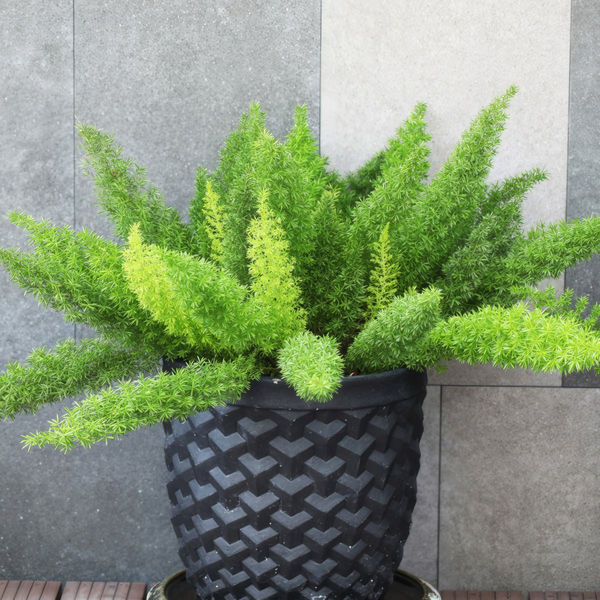 Foxtail Fern Asparagus Myersii - Garden Express Australia