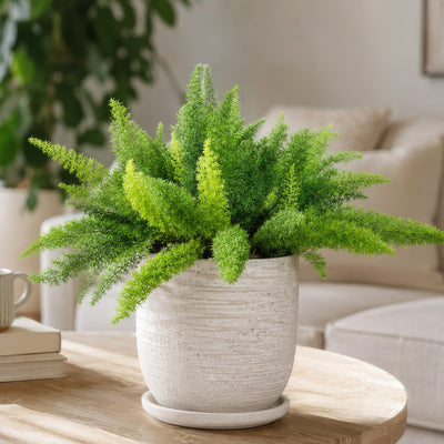 Foxtail Fern Asparagus Myersii P68foxfer - Garden Express Australia