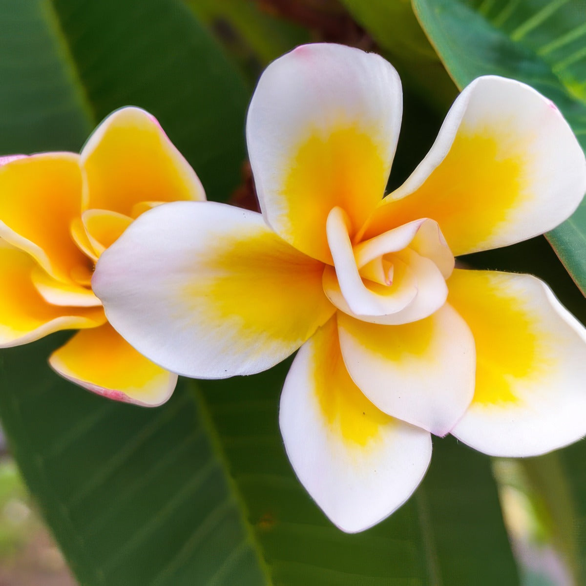 Frangipani Bali Whirl P12frabwh - Garden Express Australia