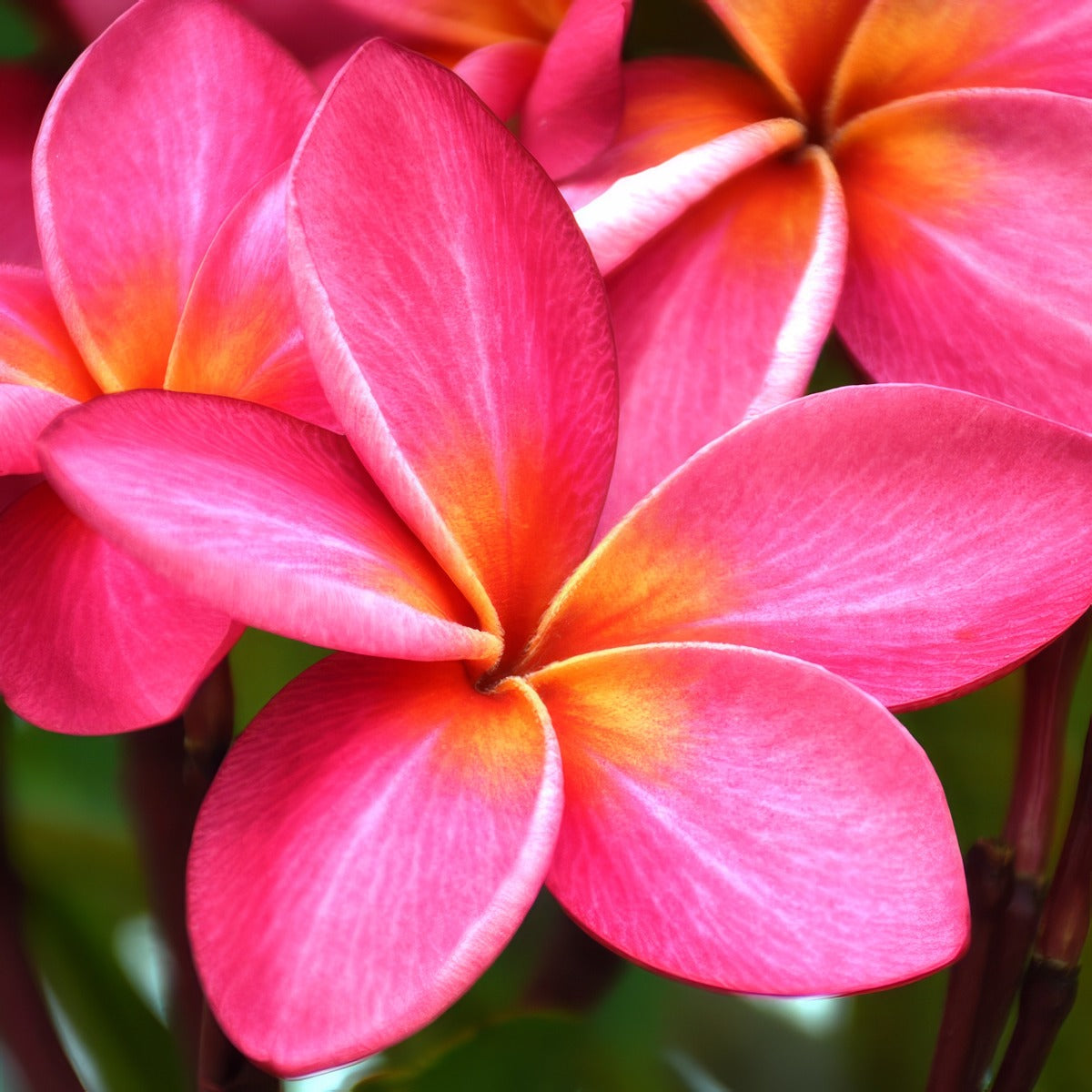 Frangipani Darwin Sunset P12fradsu - Garden Express Australia