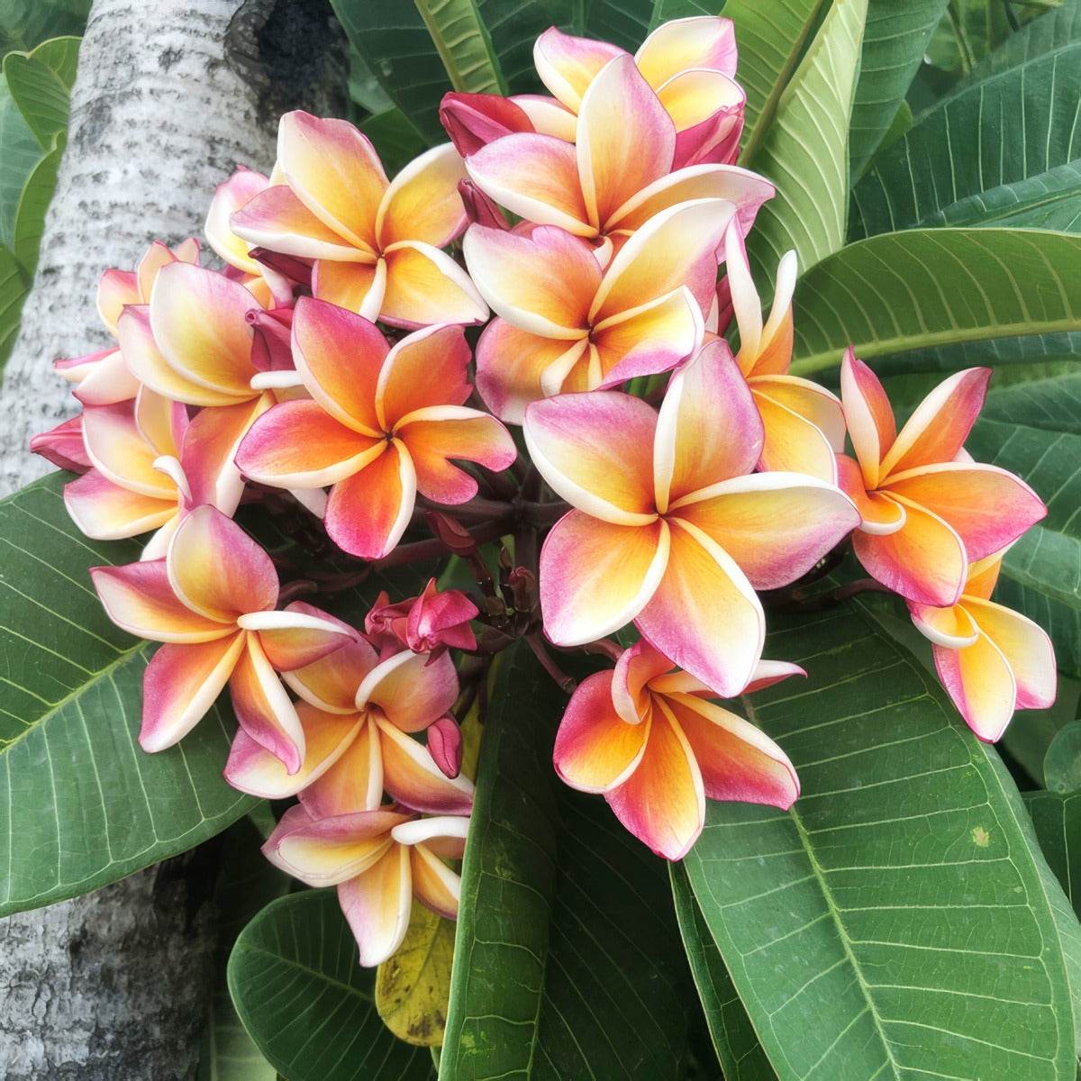 Frangipani George Brown P12fragbr - Garden Express Australia