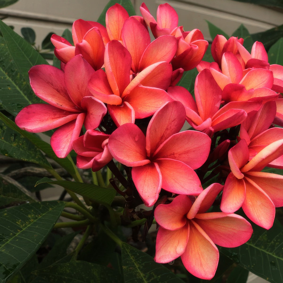 Frangipani Shiraz P12frashr - Garden Express Australia