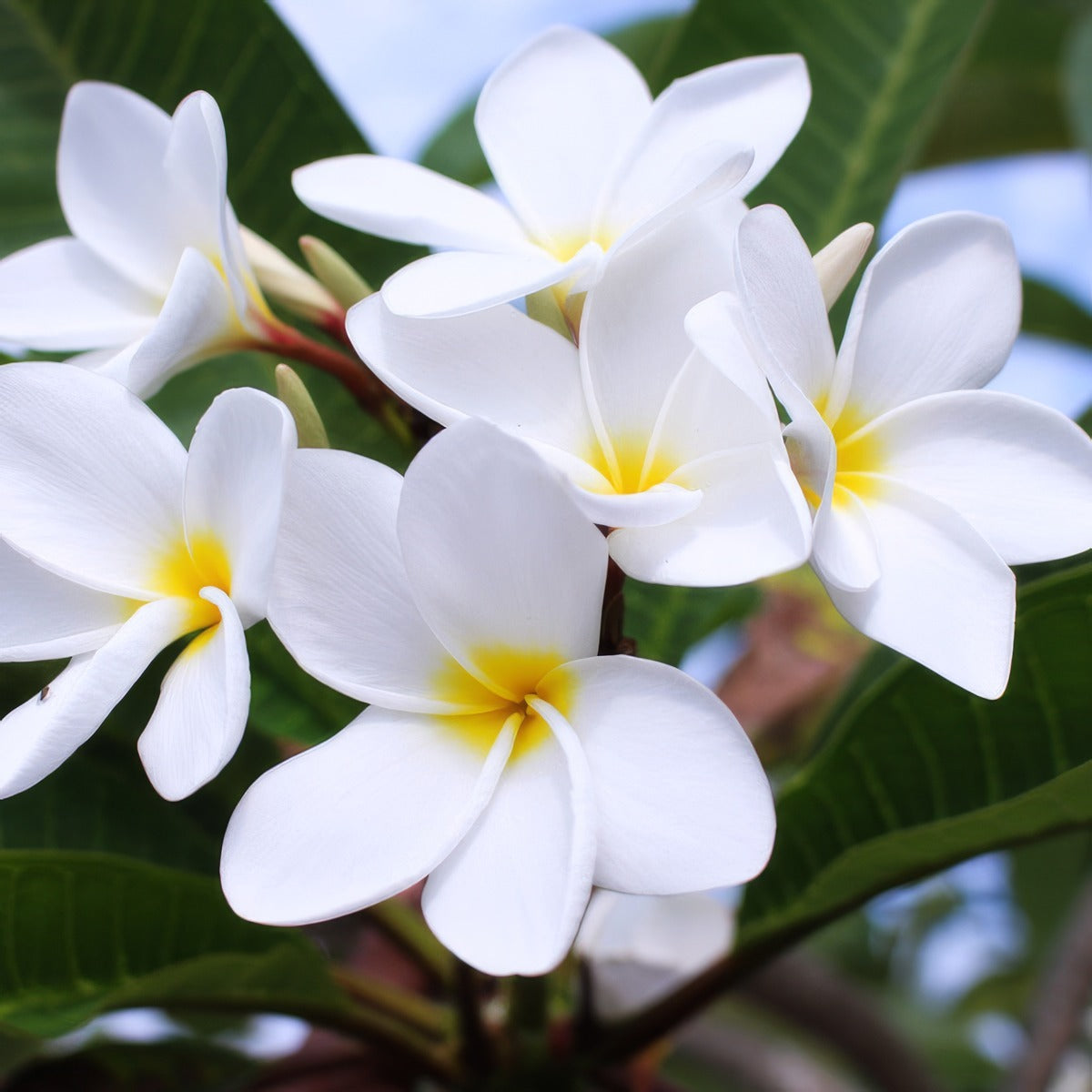Frangipani Snow Queen P18frasqu - Garden Express Australia