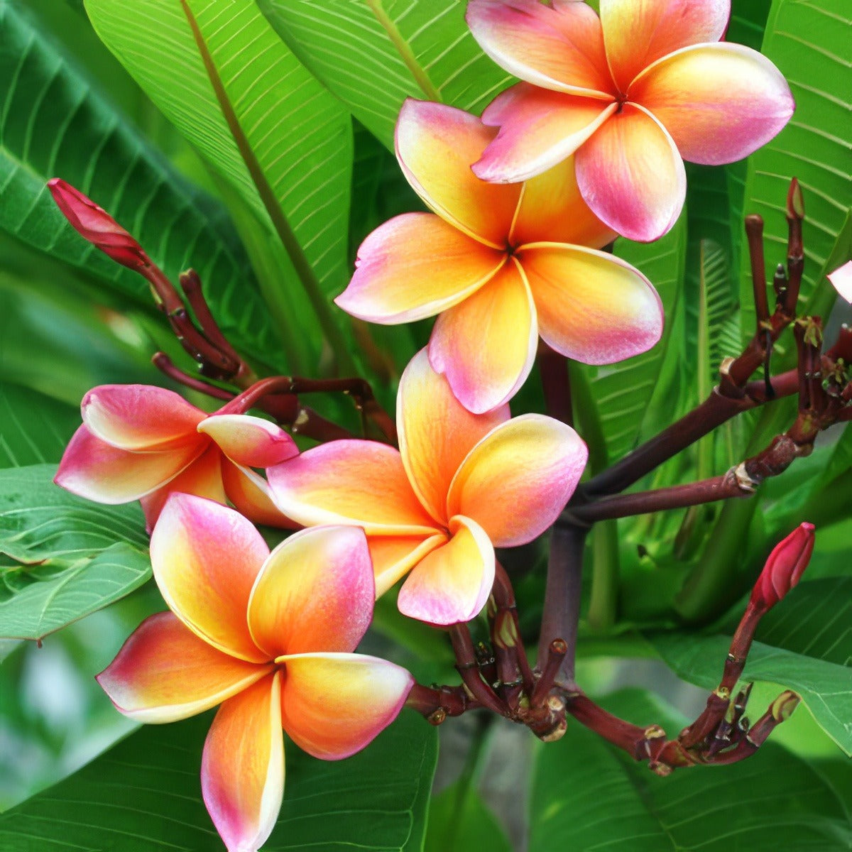 Frangipani Tri Colour I6 - Garden Express Australia