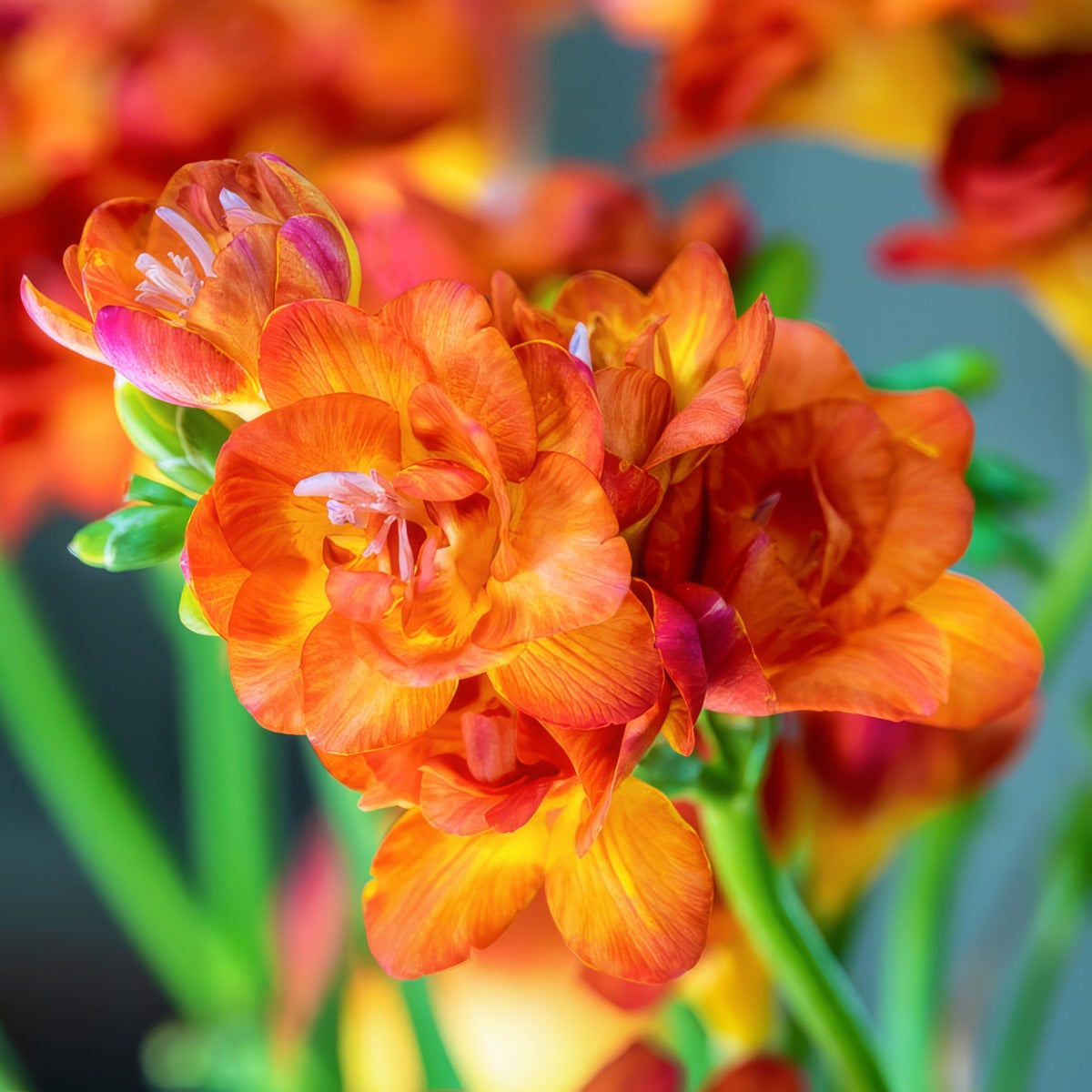 Freesia Bastogne Pkfrebas 2026 - Garden Express Australia