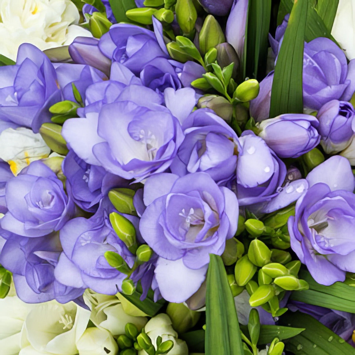 Freesia Blue Bayou Pkfrebba 2020 - Garden Express Australia