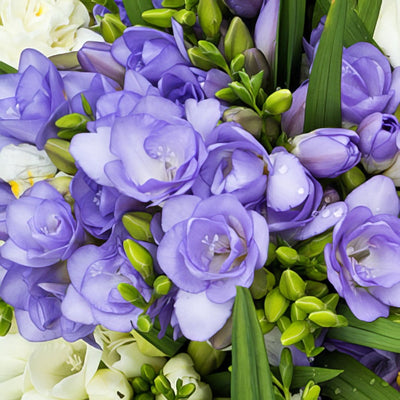 Freesia Blue Bayou Pkfrebba 2020 - Garden Express Australia