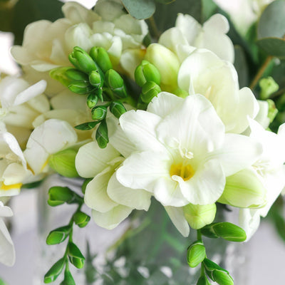 Freesia Corvette Pkfrecor 2020 - Garden Express Australia