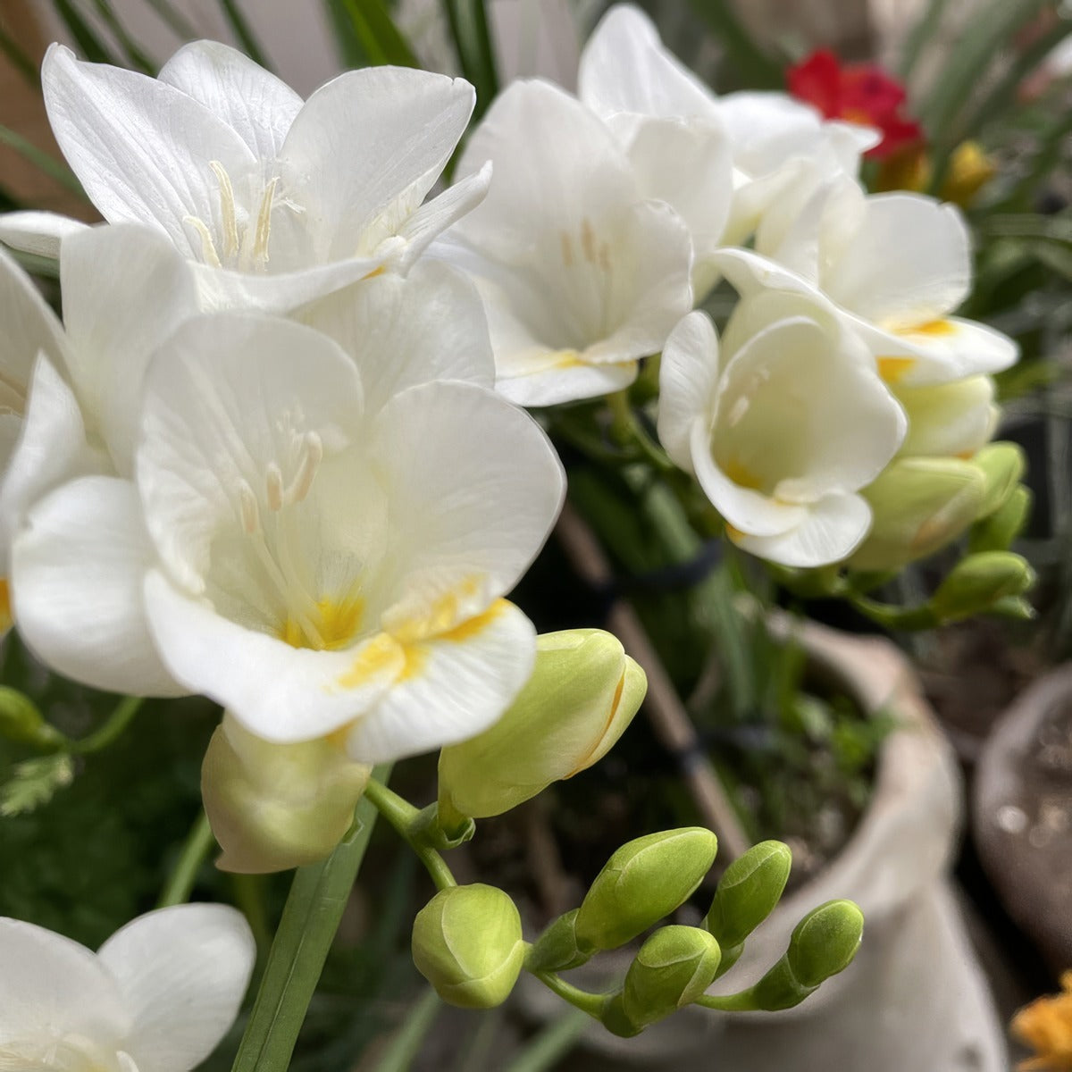 Freesia Corvette Pkfrecor 2026 - Garden Express Australia