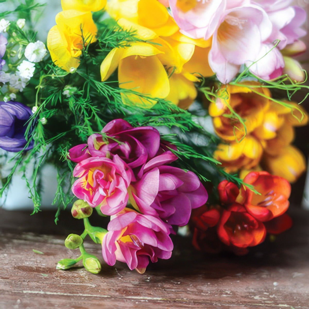 Freesia Double Mixed 17 - Garden Express Australia