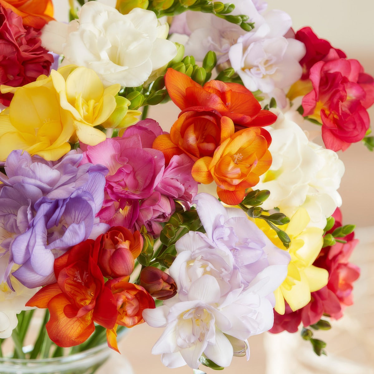 Freesia Double Mixed 2 Pkfredmx 2026 - Garden Express Australia