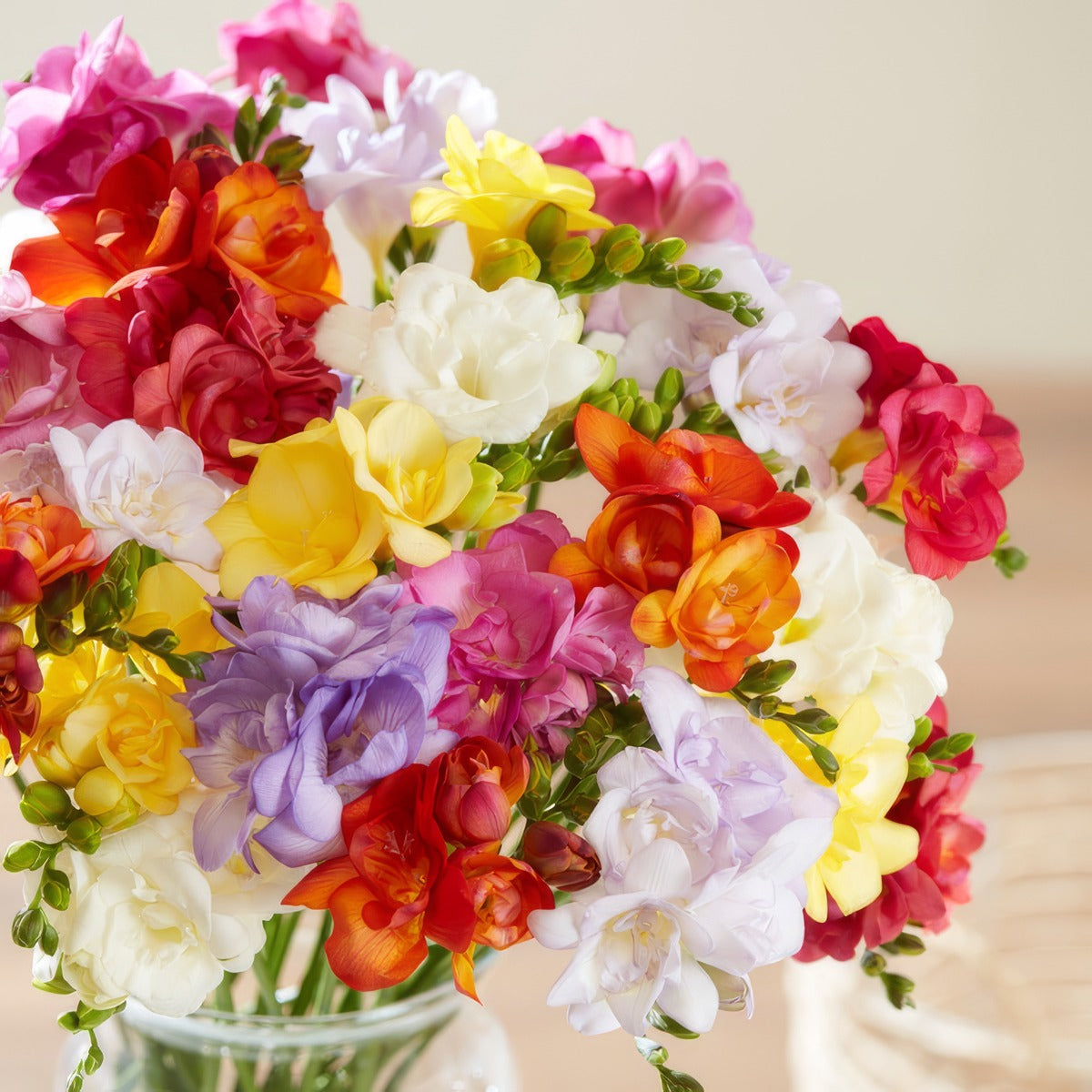 Freesia Double Mixed Pkfredmx 2026 - Garden Express Australia