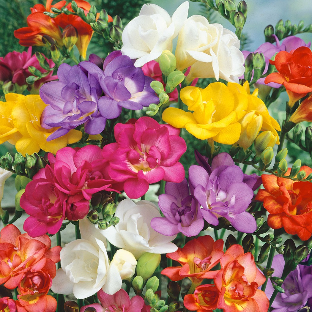 Freesia Double Mixed Pkfredmx - Garden Express Australia