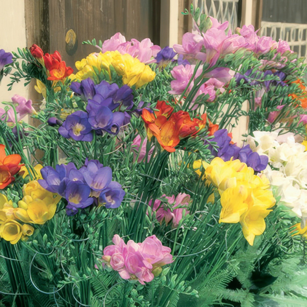 Freesia Giant Mixed 2 Pkfregmx 2025 - Garden Express Australia
