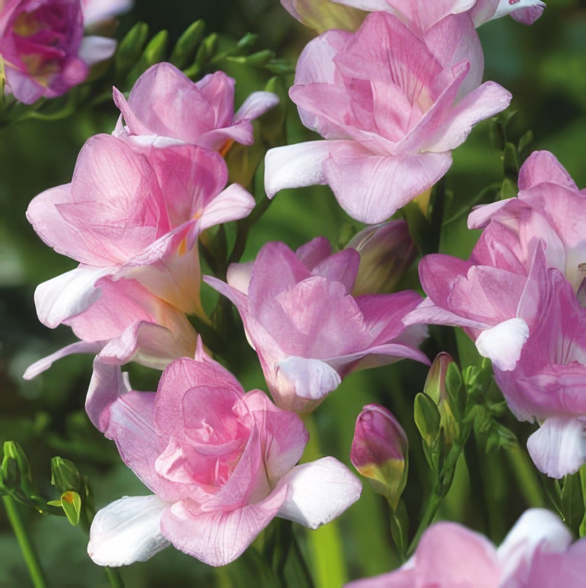 Freesia Honeymoon Pkfrehon - Garden Express Australia