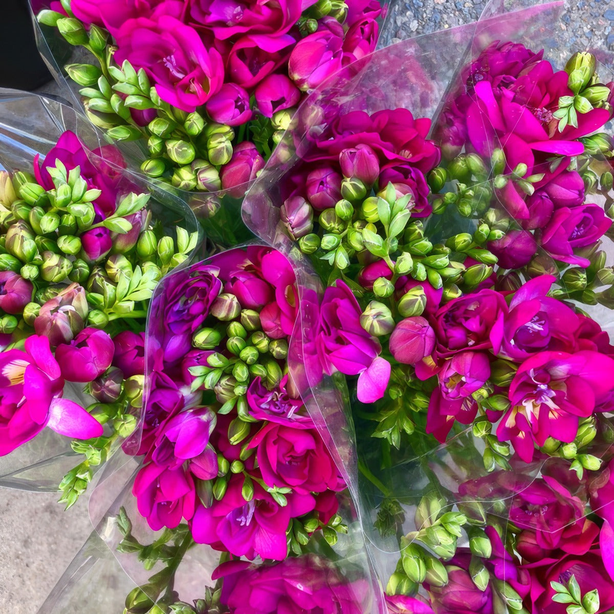 Freesia Purple Rain 2 Pkfrepra 2026 - Garden Express Australia