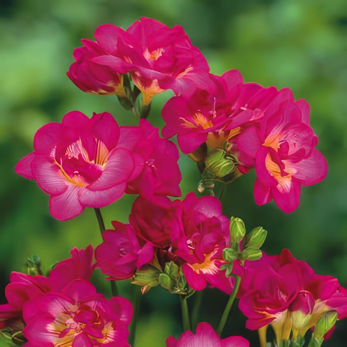 Freesia Purple Rain Pkfrepra - Garden Express Australia
