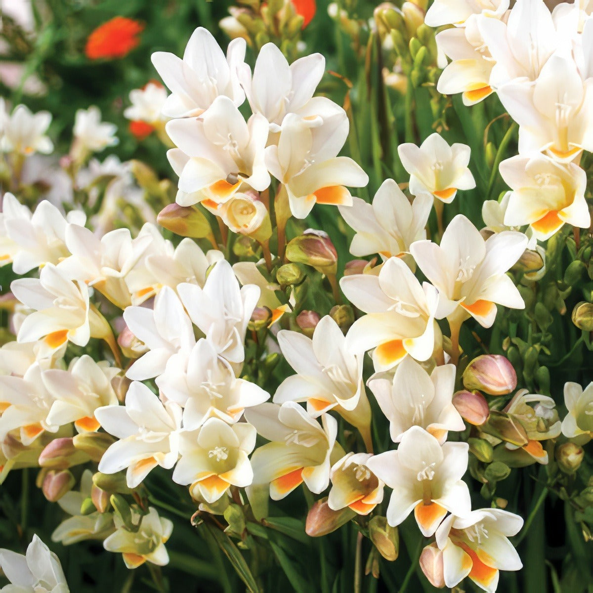 Freesia Refracta Alba Pkfreral 2019 - Garden Express Australia