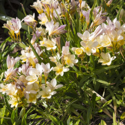 Freesia Refracta Alba Pkfreral 2026 - Garden Express Australia