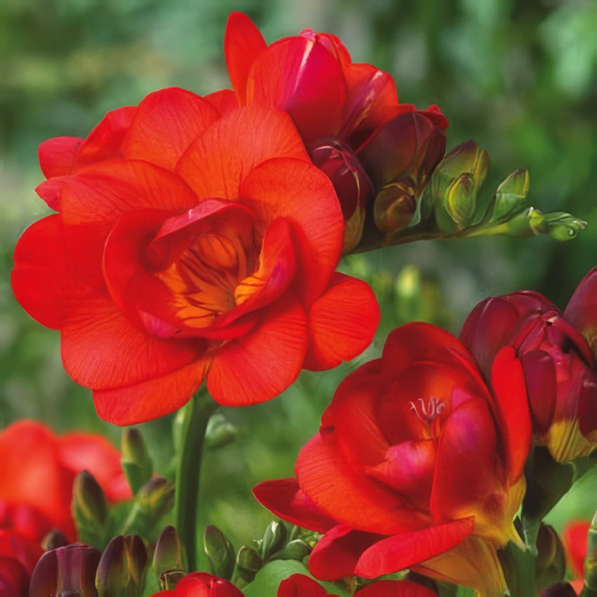 Freesia Redbeauty 15 Vs - Garden Express Australia