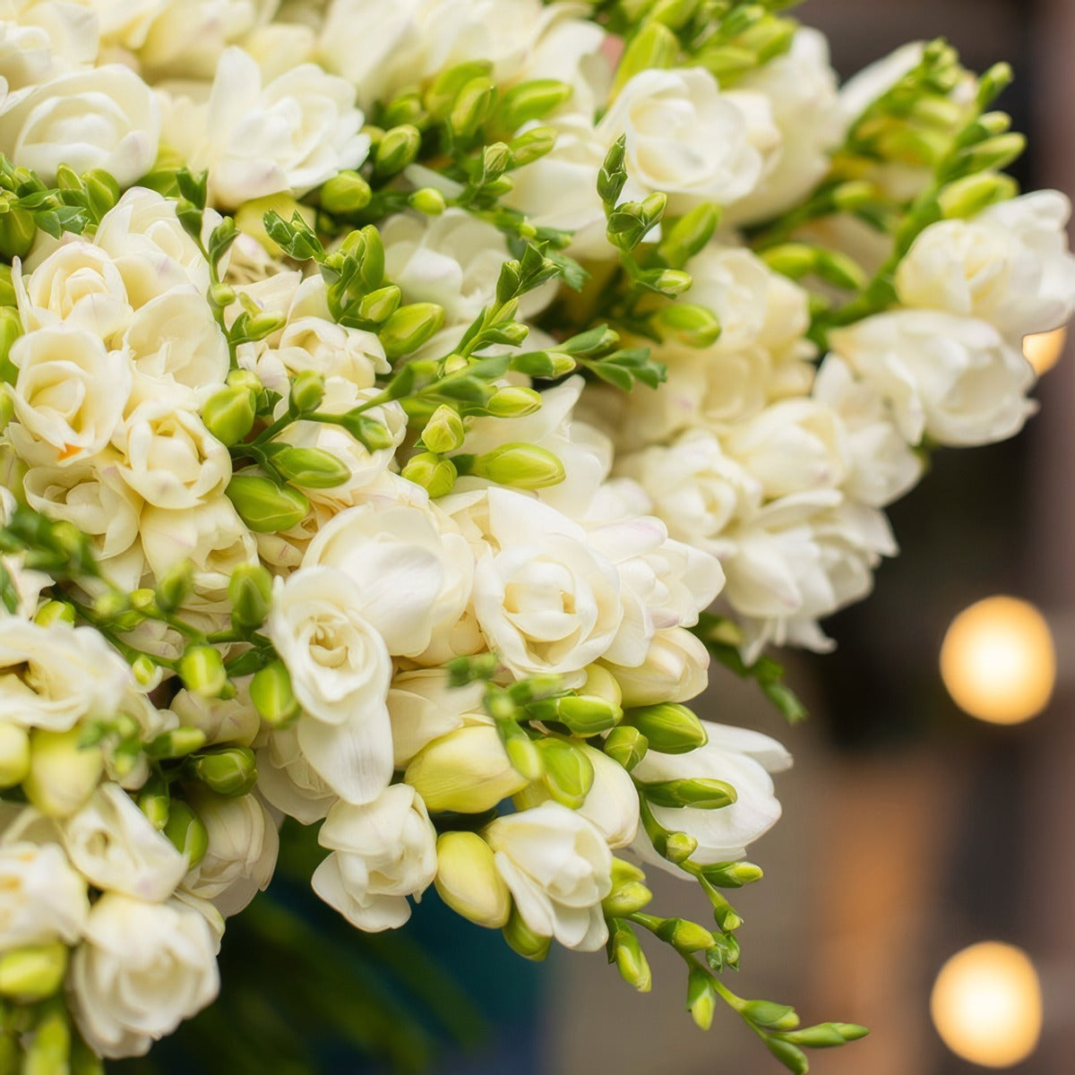 Freesia Double White Rimin Pkfrerim 2026 - Garden Express Australia