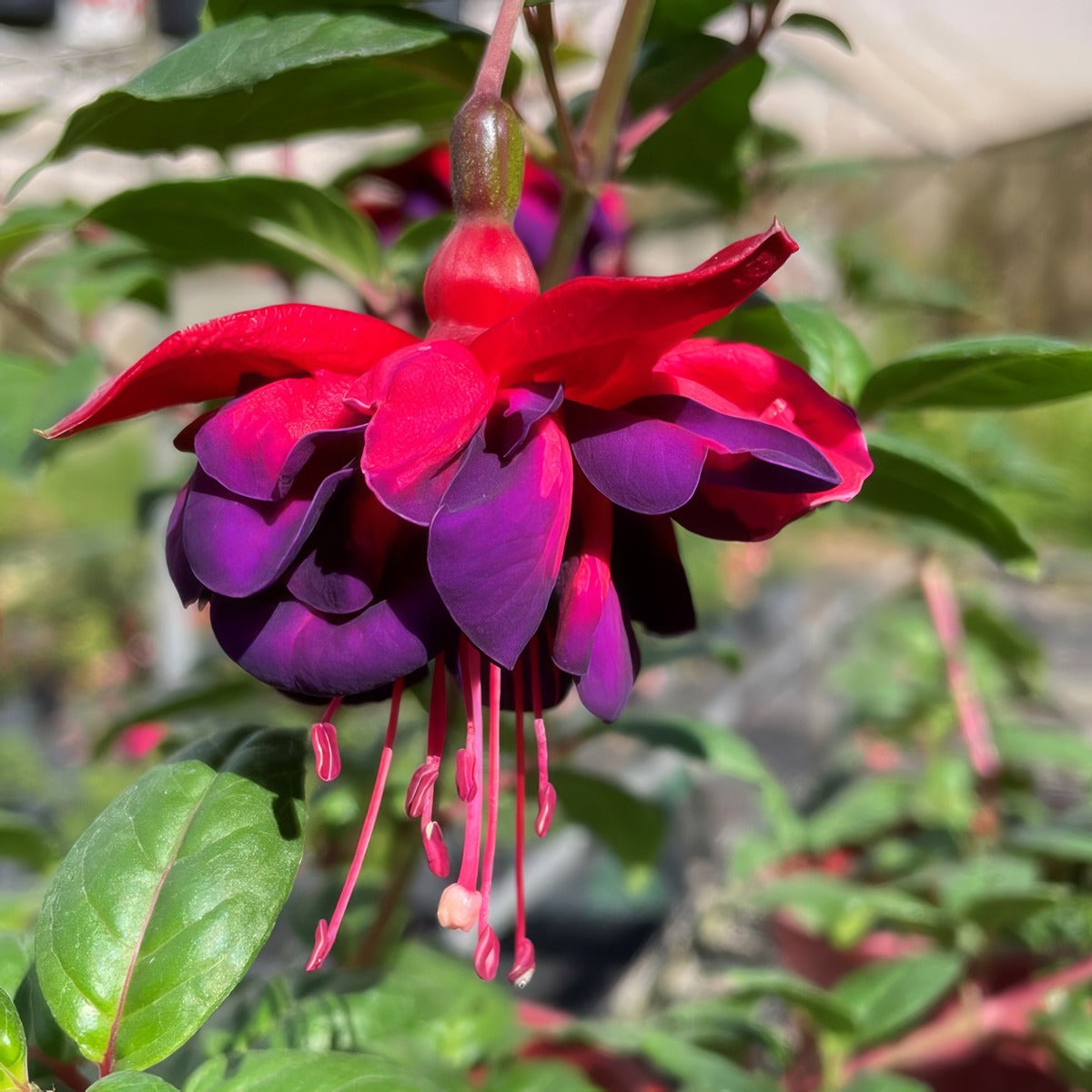 Fuchsia Bermuda P10fucbmu - Garden Express Australia