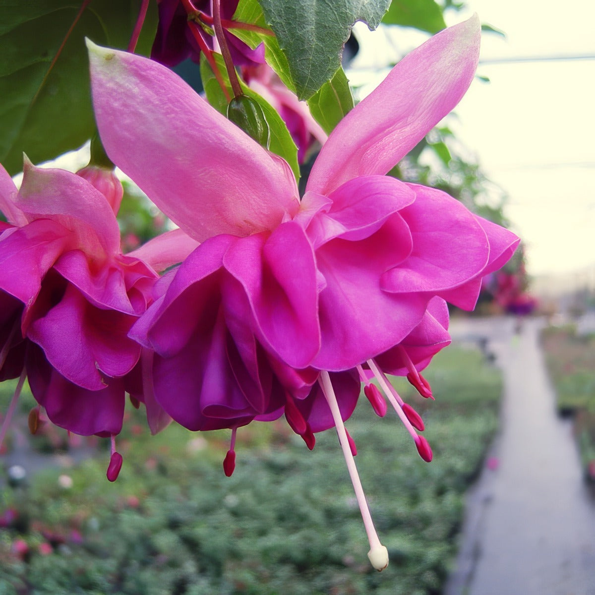 Fuchsia Break Of Day P10fucbod - Garden Express Australia