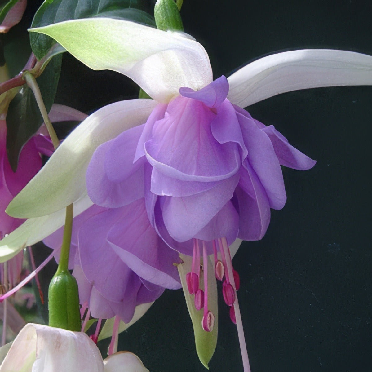 Fuchsia Blue Smoke Pplfucbsm - Garden Express Australia