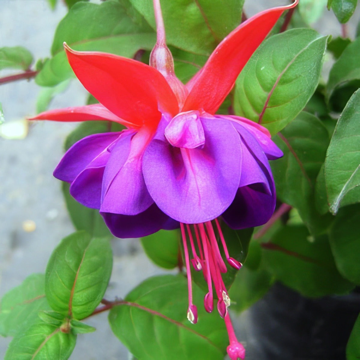 Fuchsia Graham G Pplfucgrg - Garden Express Australia